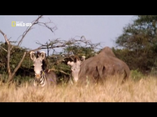 the secret files of nature season 2 episode 9 - killers from kruger park / wild сase files (2012)