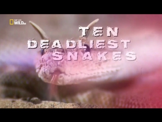 the most dangerous snakes with nigel marvin season 3 episode 4 - arabia (2016)