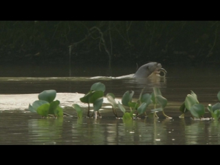 equator. amazon: solar river / equator. the amazon: river of the sun (2005)