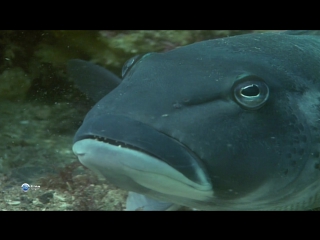 the ocean in the backyard season 1 episode 6 - stewart island (rakiura) / our big blue backyard (2014)