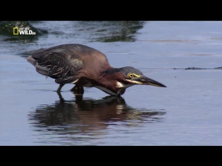 national geographic. wild menu episode 11 of 26 - fish platter / wild menu (2014)