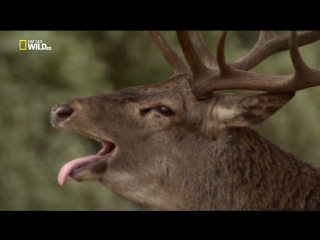 national geographic. wild menu episode 16 of 26 - autumn fruits / wild menu (2014)