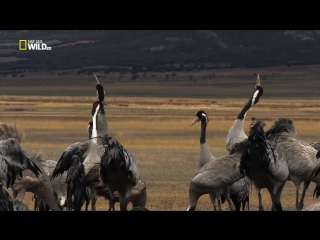 national geographic. wild menu episode 5 of 26 - pasta / wild menu (2014)