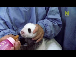 panda's love nest / panda's wild move (2013) - documentary