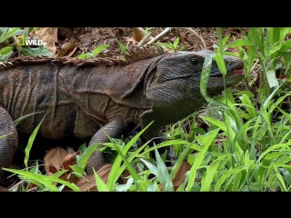 national geographic. wild menu episode 3 of 26 - fruit of temptation / wild menu (2014)