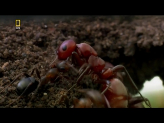 insect wars / insect wars (2005)