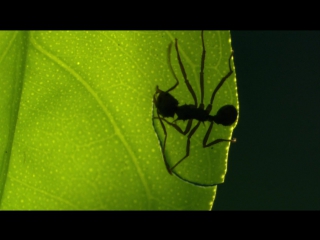 amazon myths episode 1 of 3 - green hell or heaven? / muthos amazonas (2011)