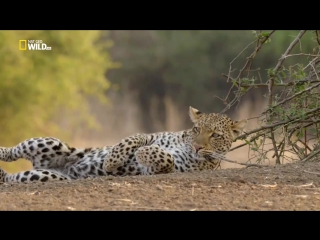 african hunters 2 series of 6 - last chance for leopards / africa s hunters (2017)