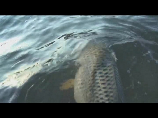 legendary fish encounters season 1 episode 4 of 12 - moroccan carp (2010)