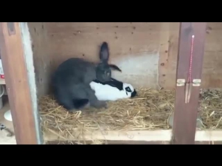 bunny cumshot